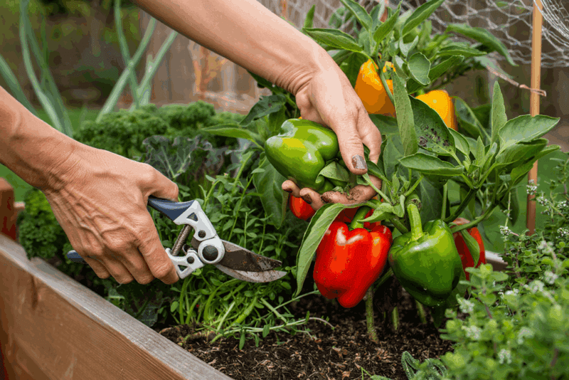 Mature green peppers can already be ready to pick