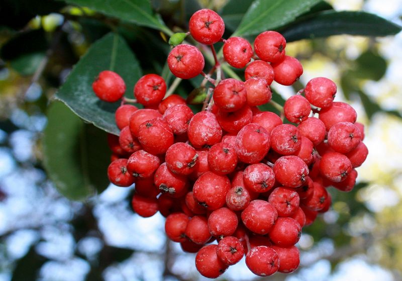Maturity changes berry chemistry, but does not establish a safe serving Maturity changes berry chemistry, but does not establish a safe serving