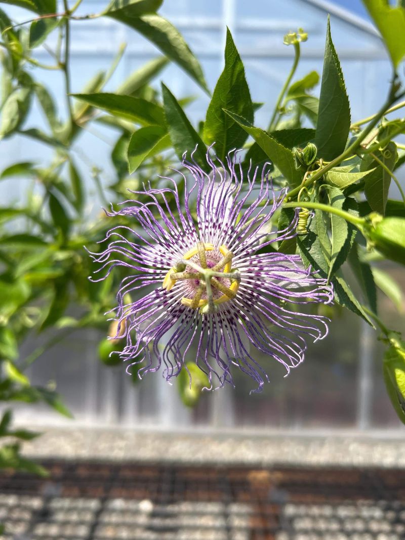 Maypop