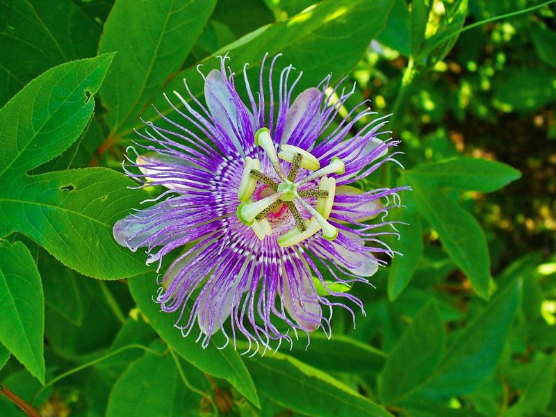 Maypop is a native option for North Carolina fences