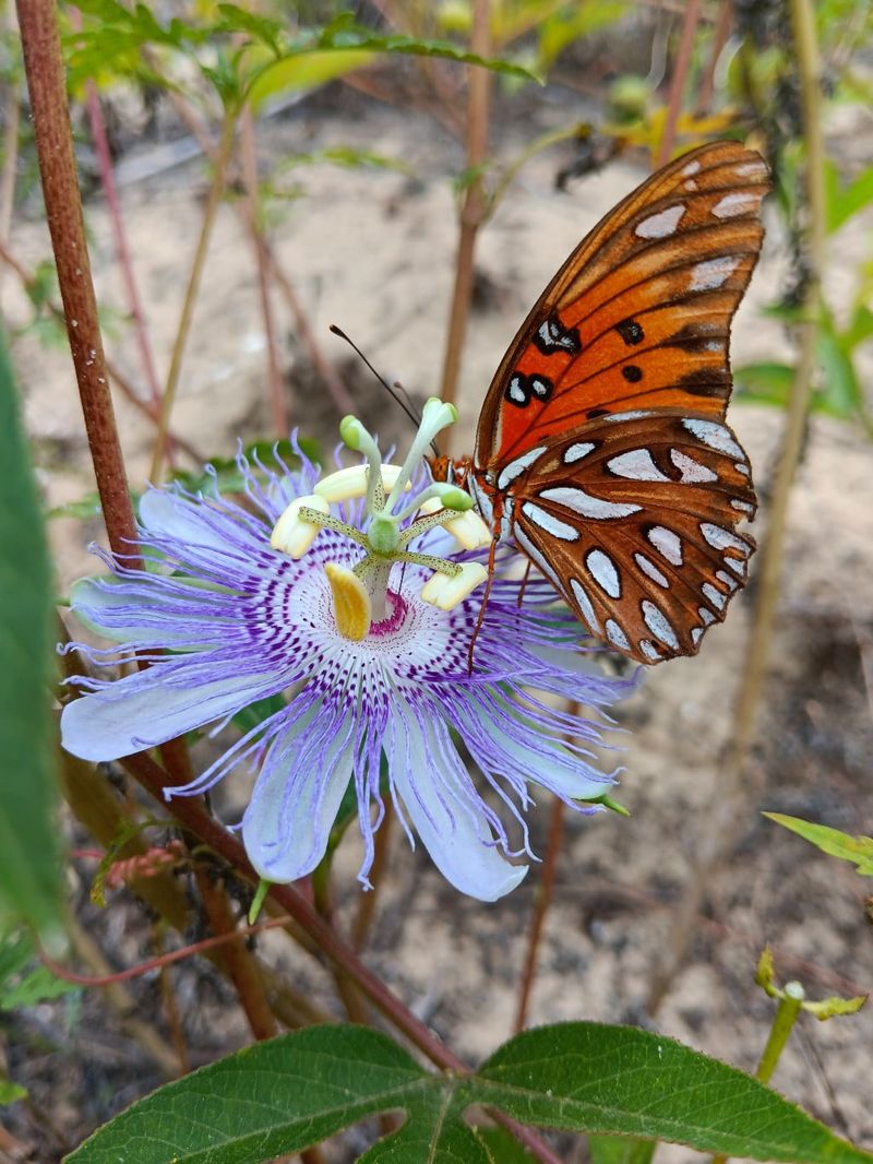 Maypop