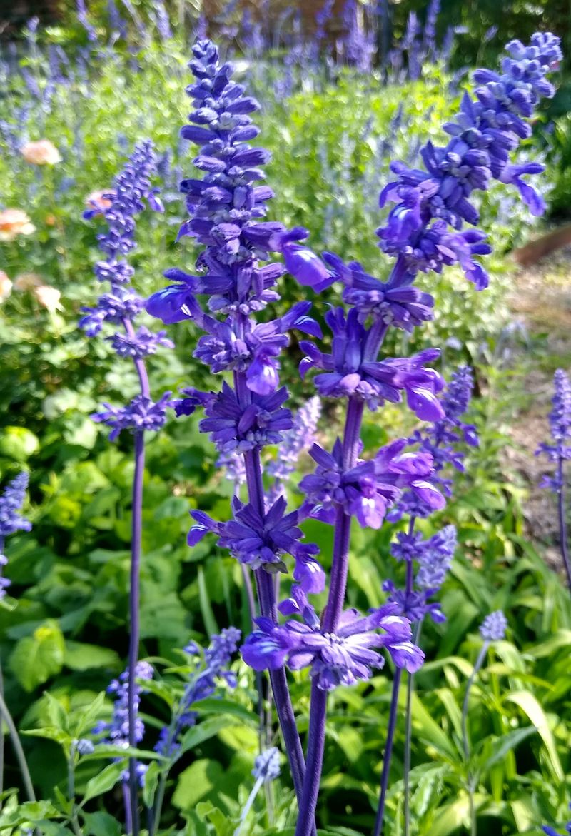 Mealy blue sage offers blue blooms in a different form