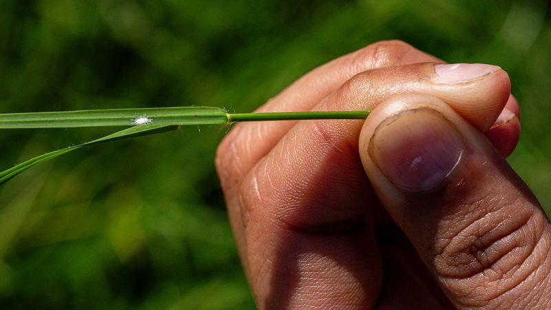 Mealybugs can hide on grass and below ground