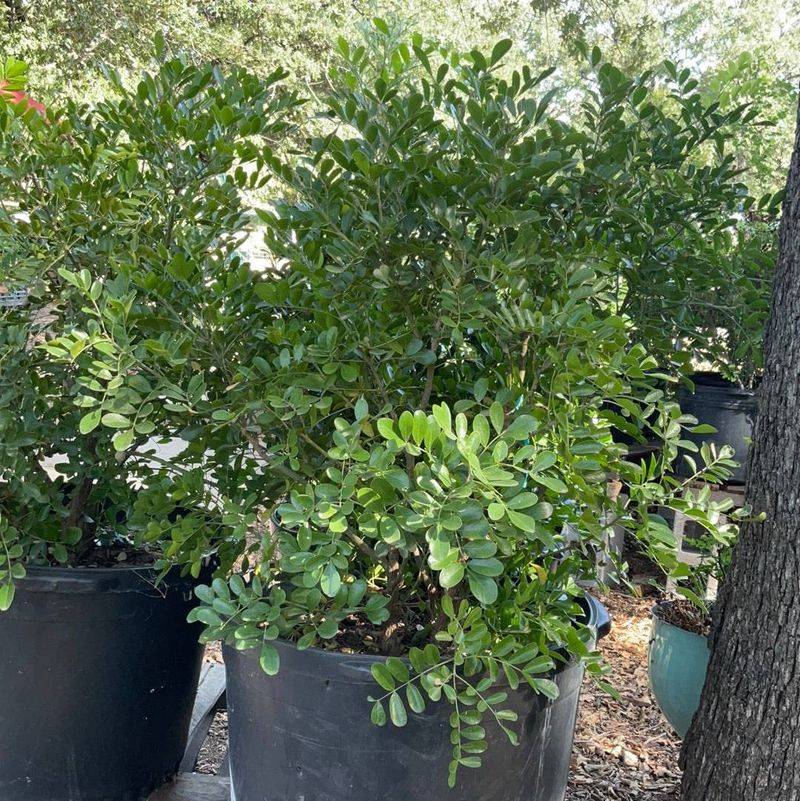 Medina Garden Nursery, Hill Country