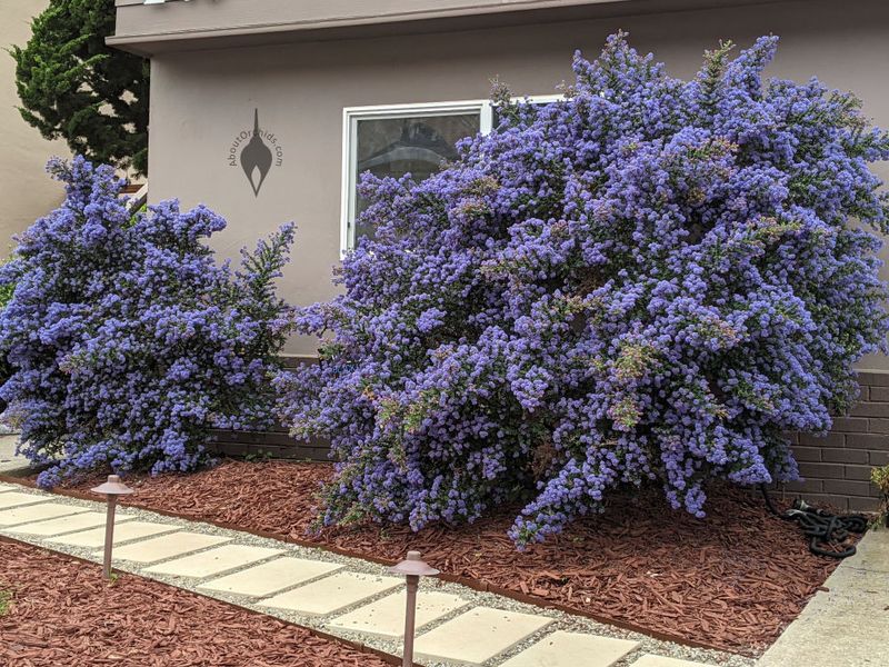 Meet California lilac, the shrub behind the question