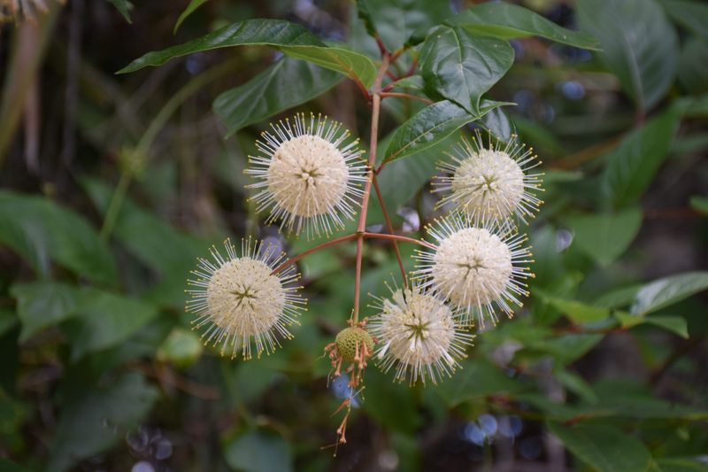 Meet the Texas native with pincushion-like flowers