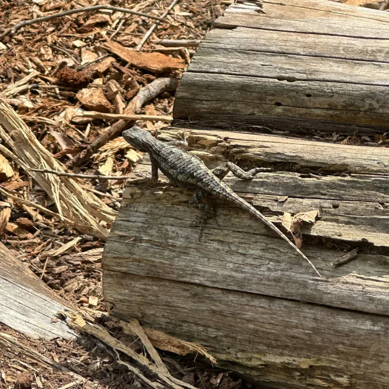 Meet the native Texas spiny lizard Meet the native Texas spiny lizard