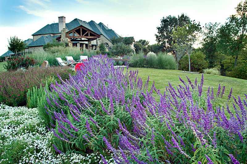 Mexican Bush Sage (Salvia leucantha)