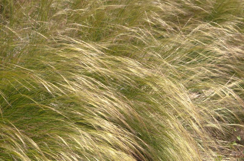 Mexican Feather Grass