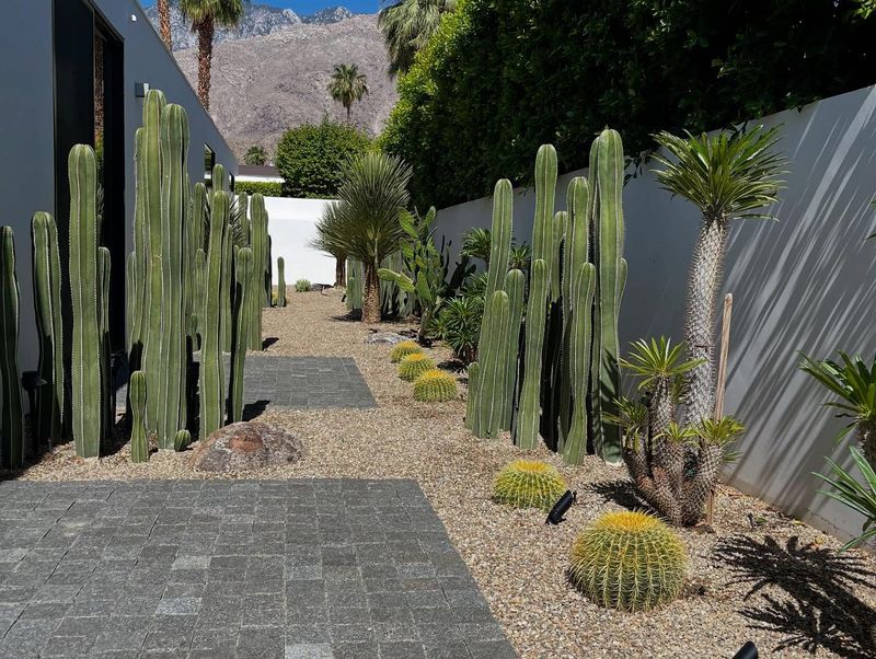 Mexican Fence Post Cactus