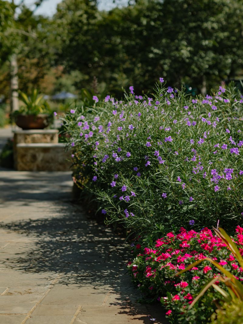 Mexican Petunia (Dwarf Sterile Types) Mexican Petunia (Dwarf Sterile Types)