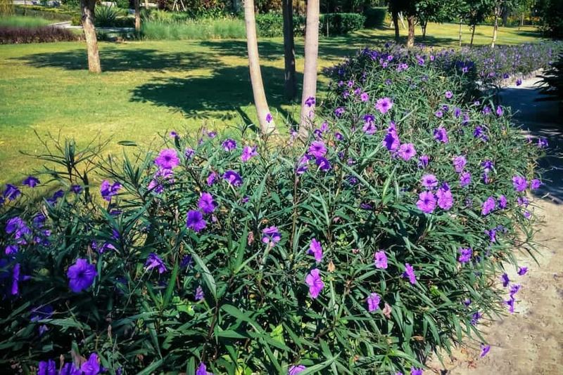 Mexican petunia spreads above and below the soil