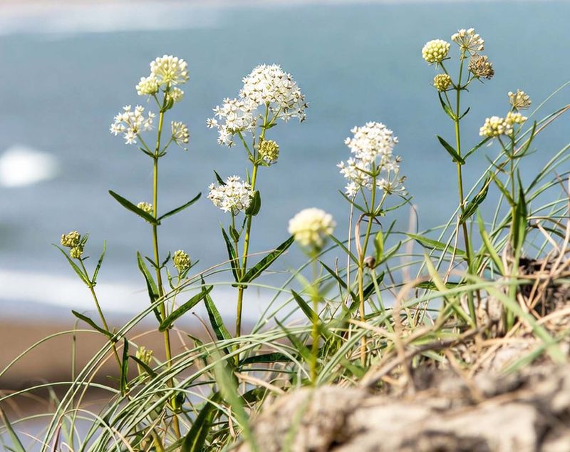 Milkweed Choices Require a Local California Check Milkweed Choices Require a Local California Check