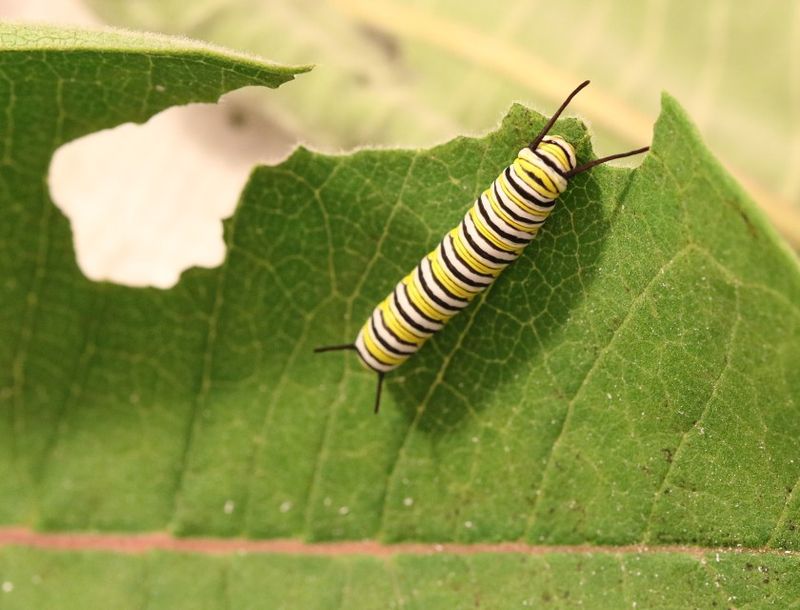 Milkweed Provides the Host Leaves Caterpillars Need