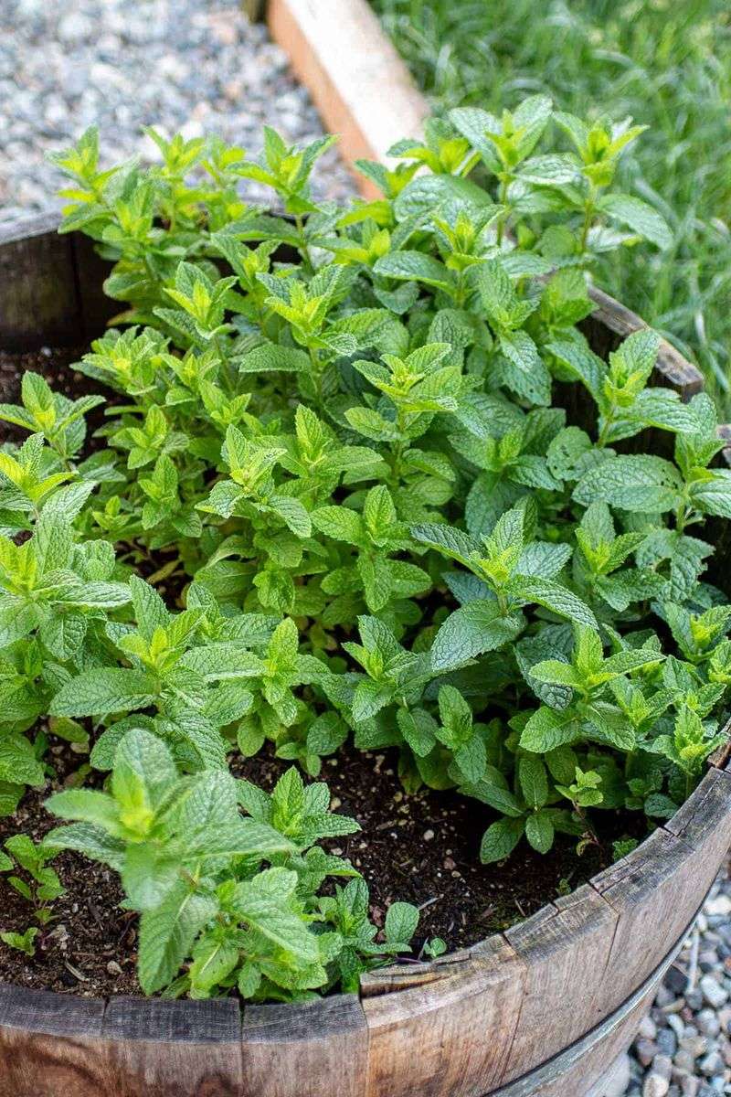 Mint and Aggressive Spreaders
