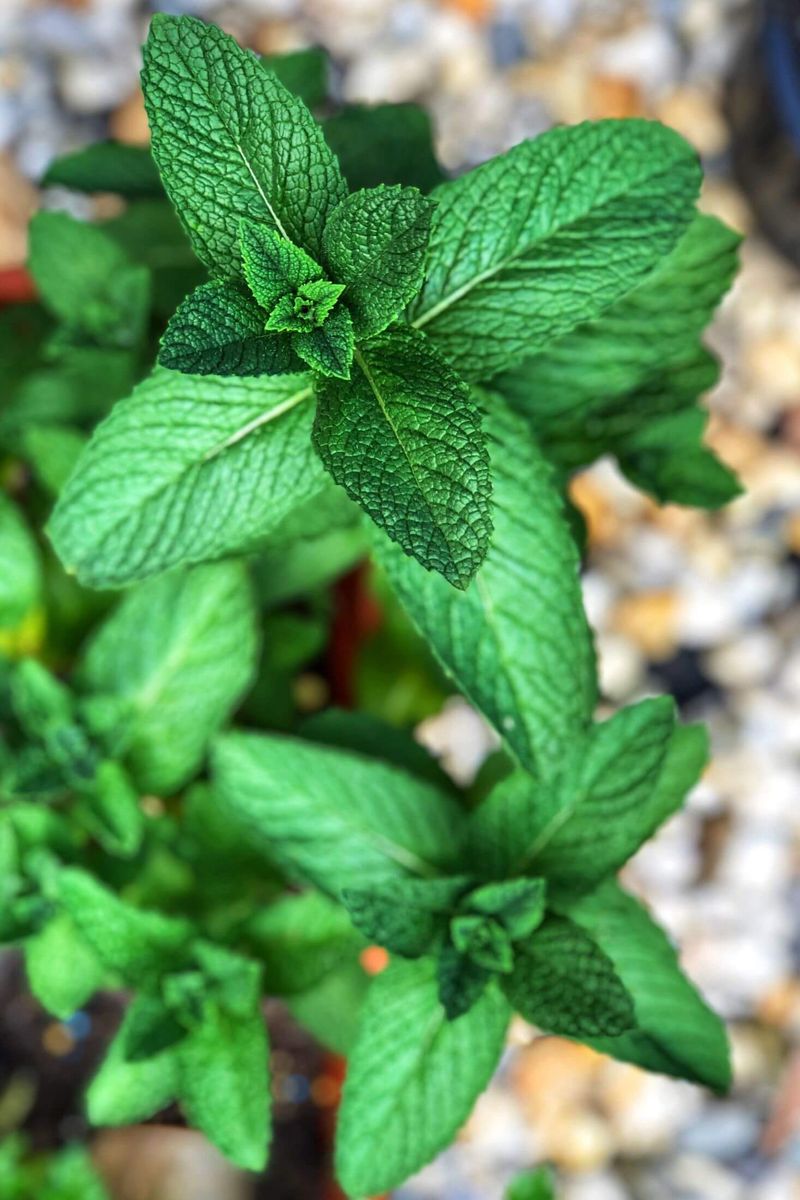 Mint and Other Fragrant Herbs Mint and Other Fragrant Herbs
