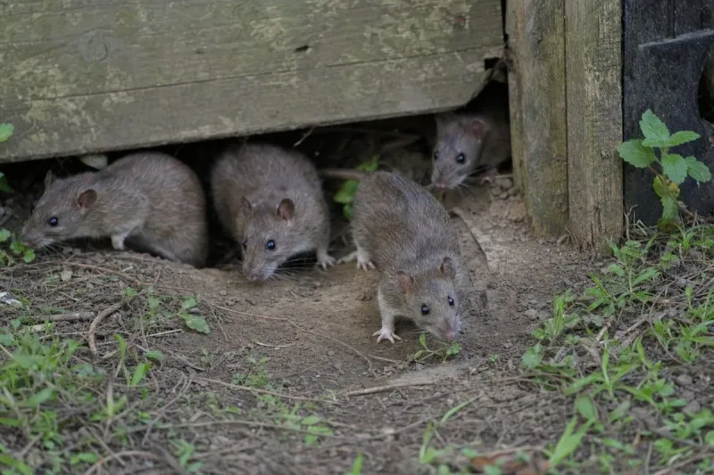 Mint is the likely plant, but it is not a proven rat barrier