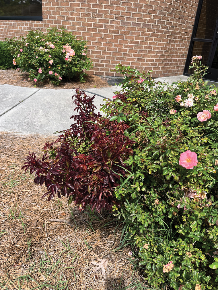 Mites and infected roses can contribute to spread Mites and infected roses can contribute to spread