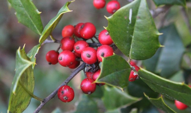Mix fruiting plants to extend food availability