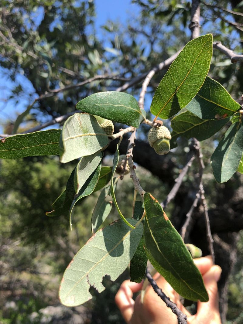 Mohr oak is a candidate, not a near-house shortcut