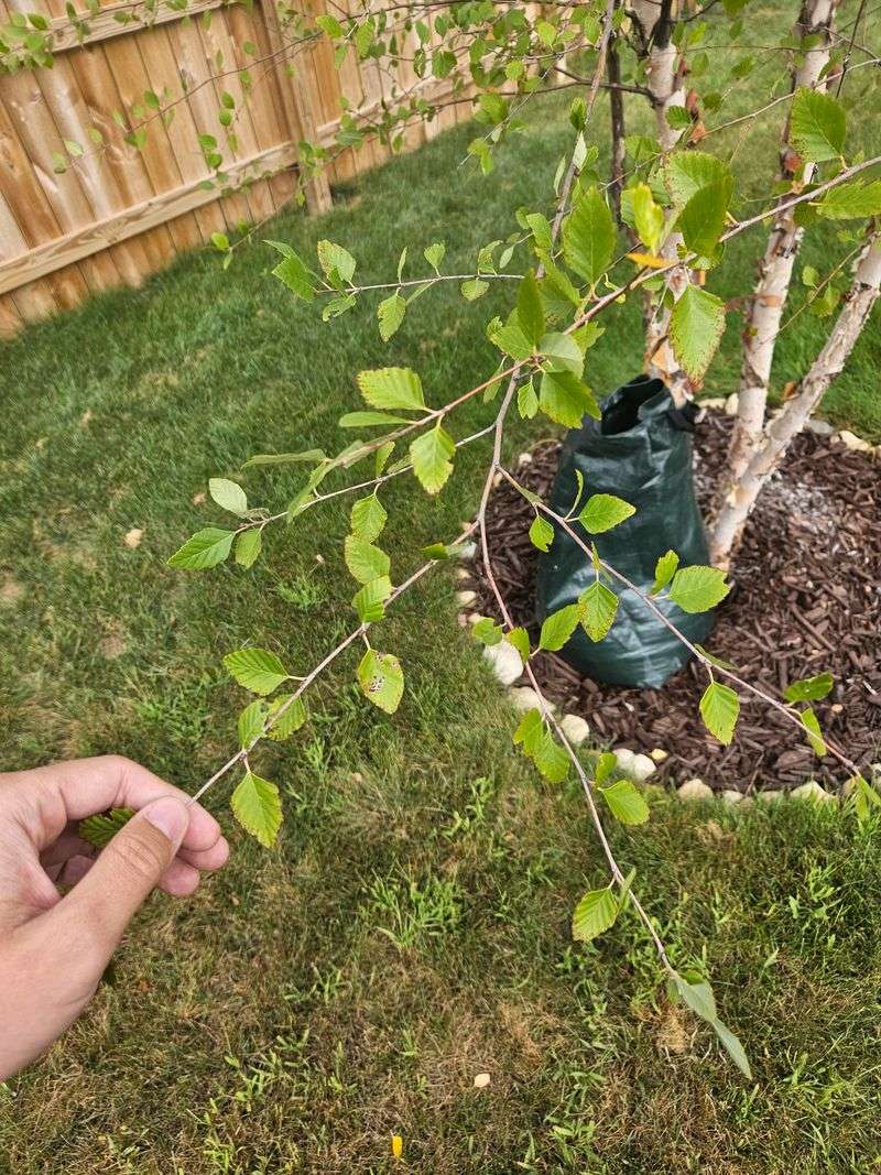 Moisture stress can show up in the foliage