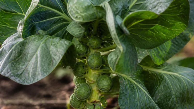 Moisture swings can disrupt sprouts as they form