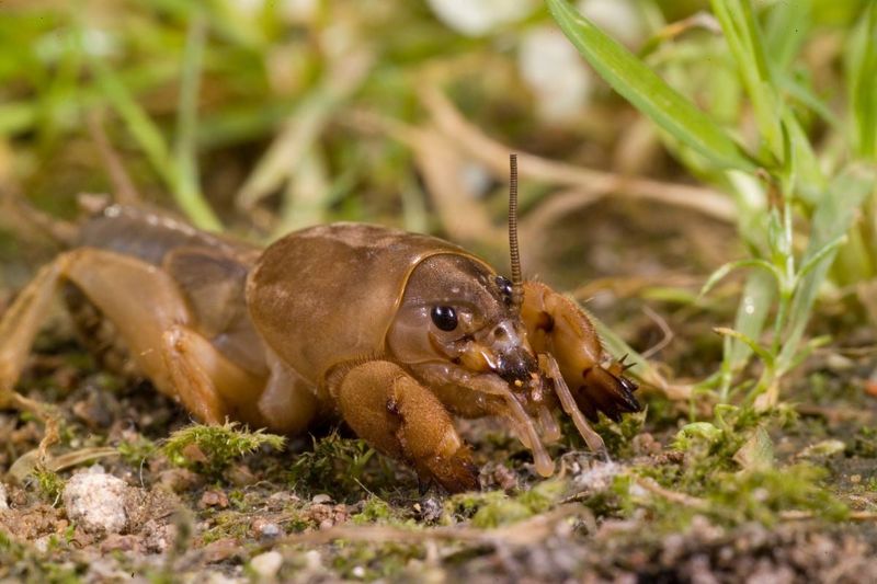 Mole Crickets Mole Crickets