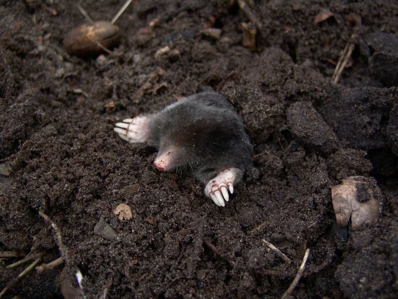 Moles can help the soil and still damage a lawn