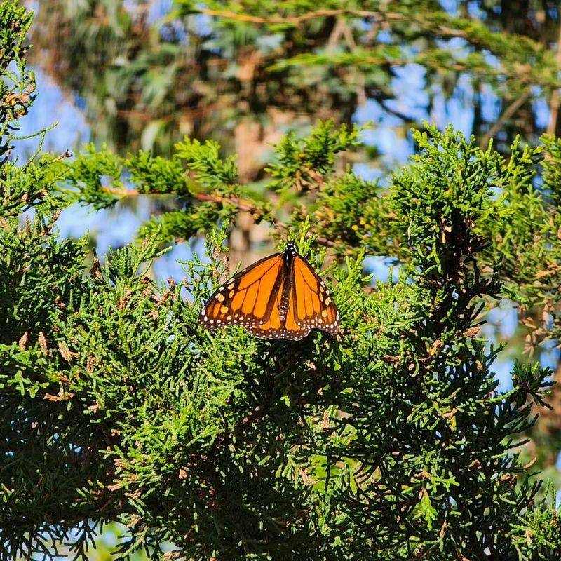 Monarch Grove at Los Osos Monarch Grove at Los Osos