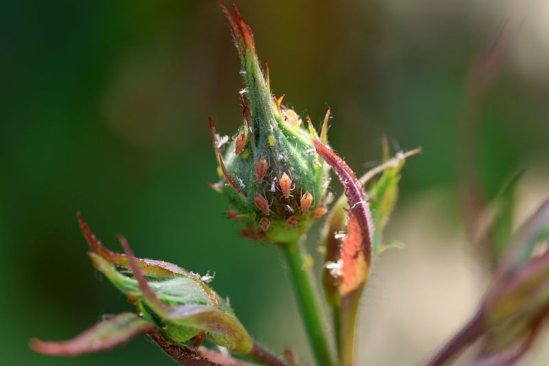 Monitor aphids before reaching for a spray Monitor aphids before reaching for a spray