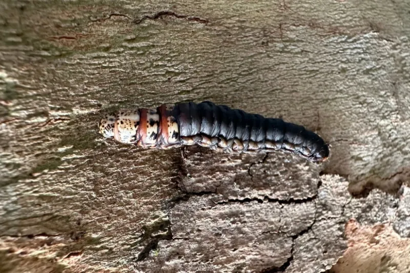Monitor for young larvae in spring