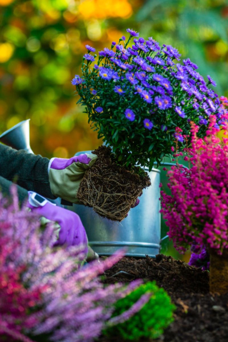 Monitor moisture while a new plant establishes Monitor moisture while a new plant establishes