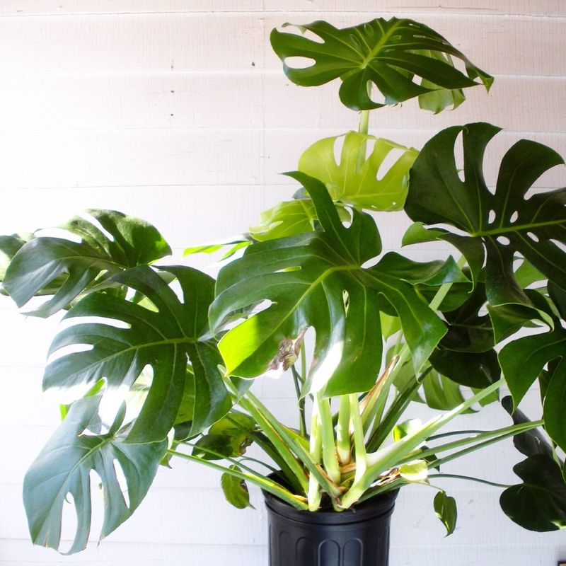Monstera