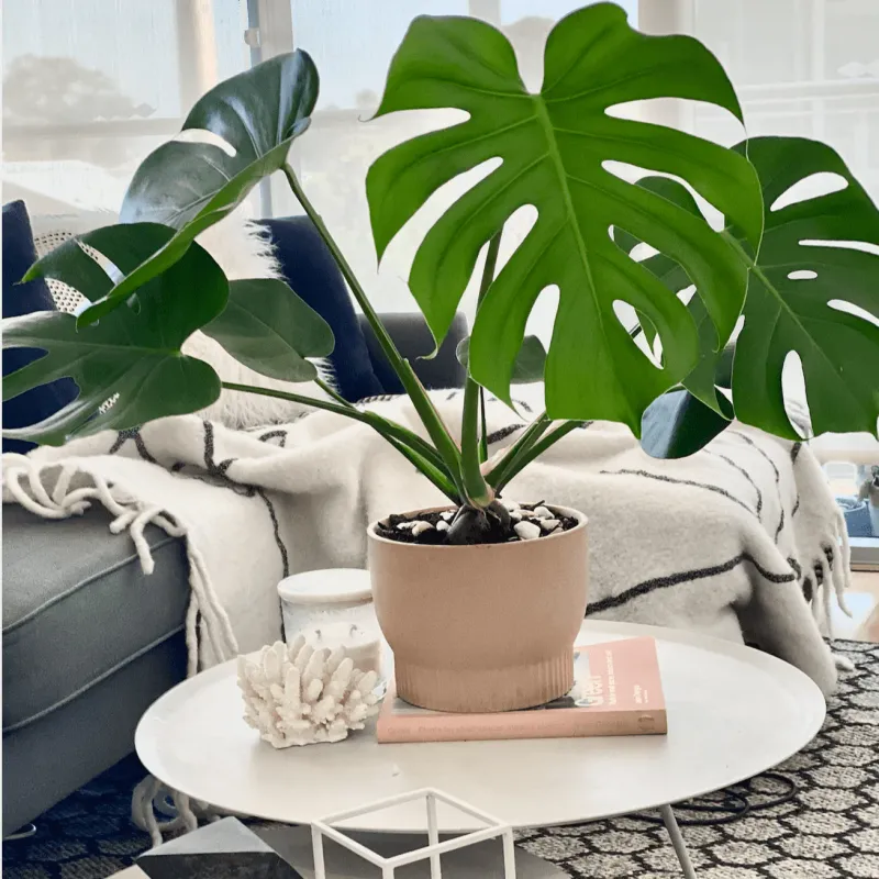 Monstera