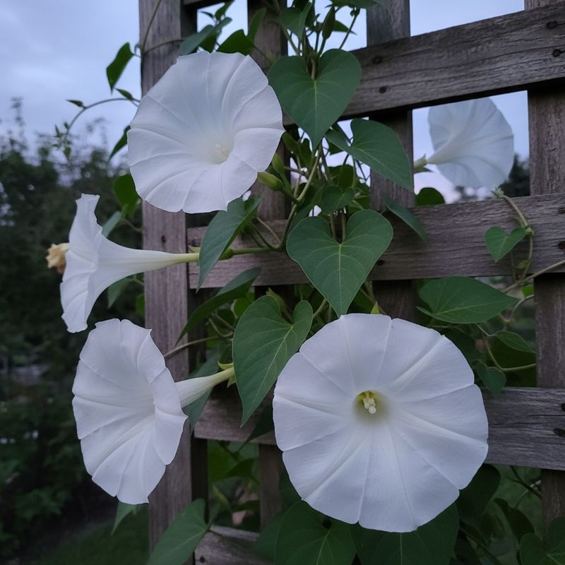Moonflower