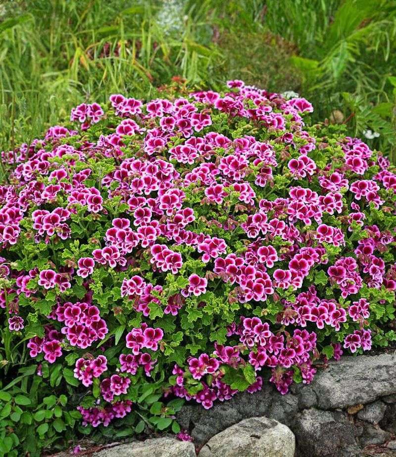 More flowers do not necessarily mean bigger individual blooms More flowers do not necessarily mean bigger individual blooms