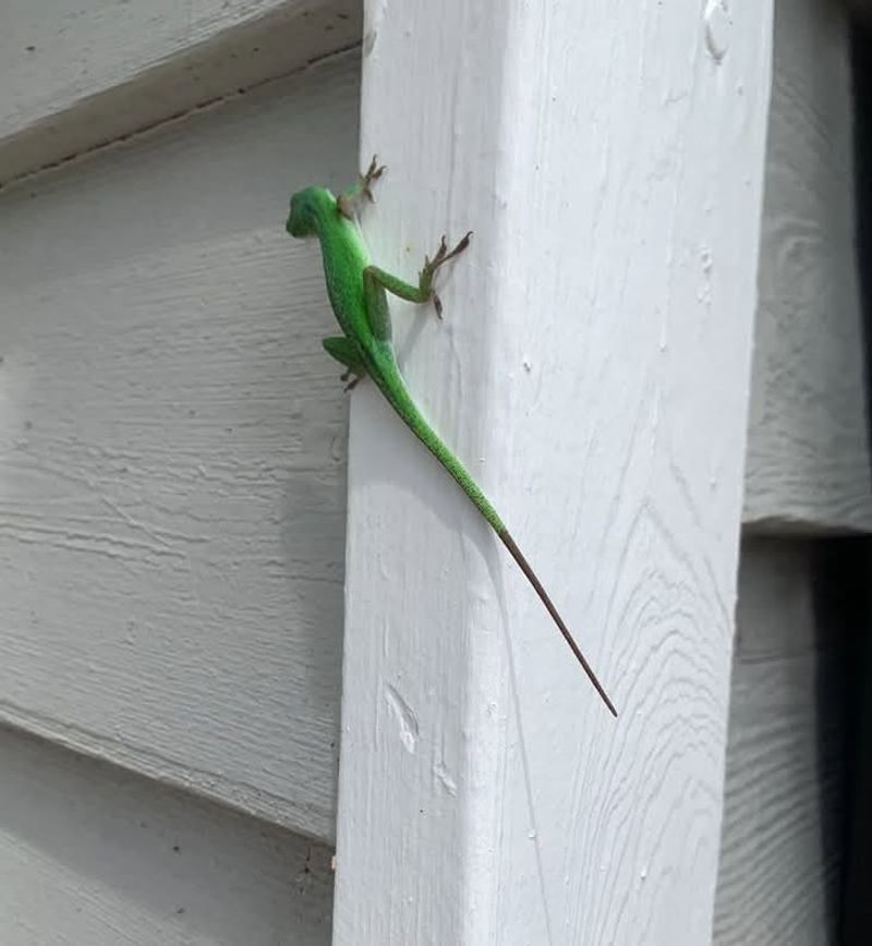 More sightings do not prove a yard changed