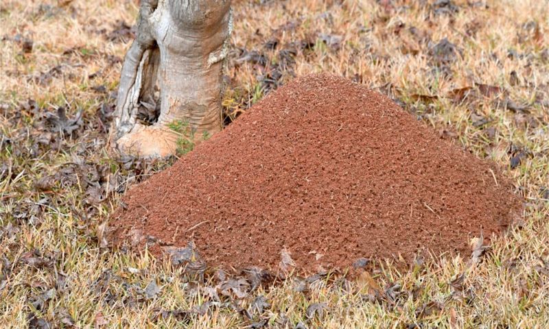 Mound shape can raise a fire-ant warning