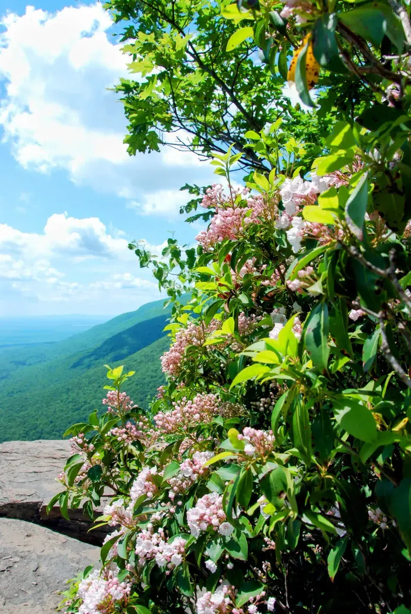Mountain Laurel