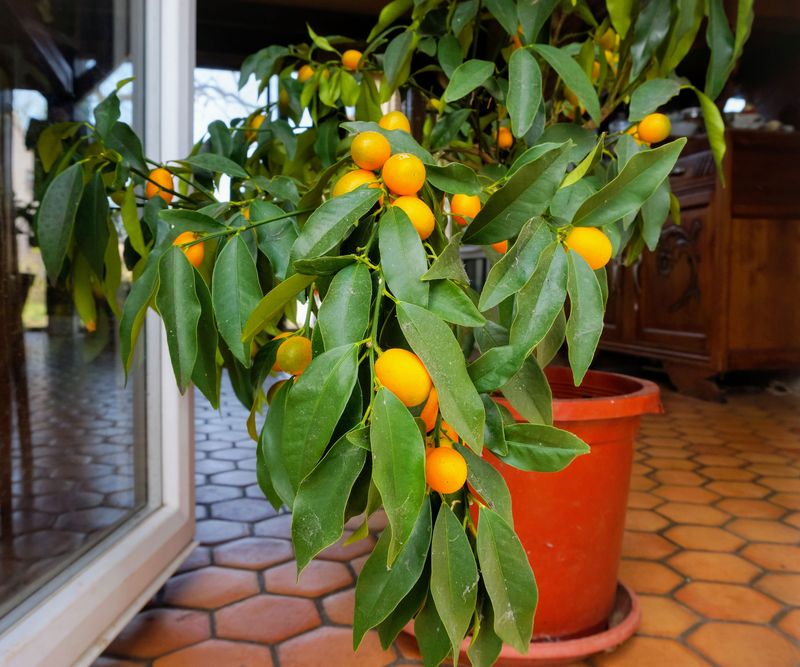 Move Potted Trees to Shelter