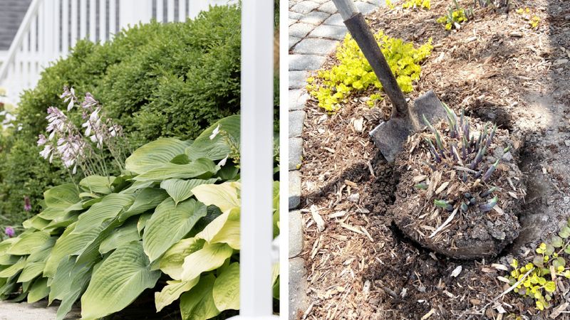 Move Sun-Scorched Hostas to a Better Spot Move Sun-Scorched Hostas to a Better Spot