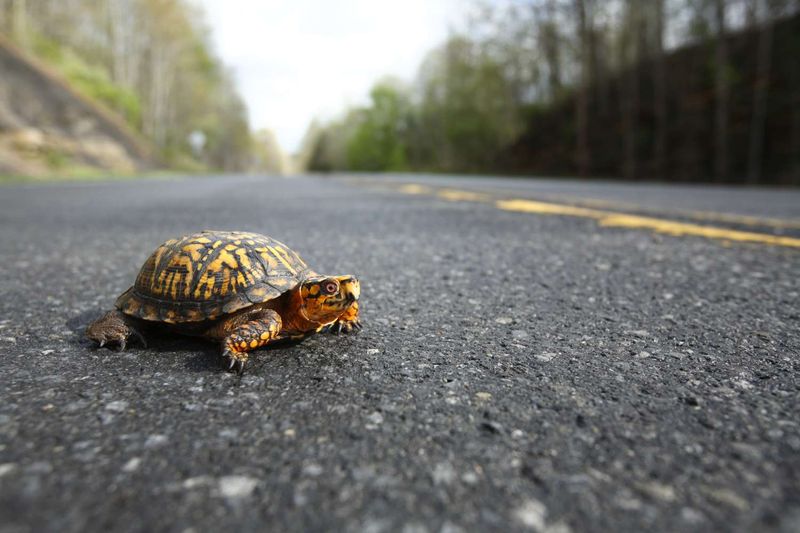 Move a road-crossing turtle only to safety