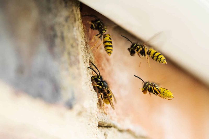 Move away from the insect before assessing the sting