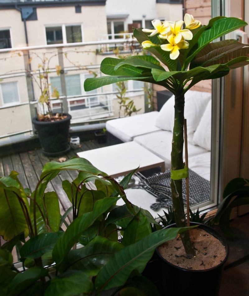 Move container plants before nights get too cold