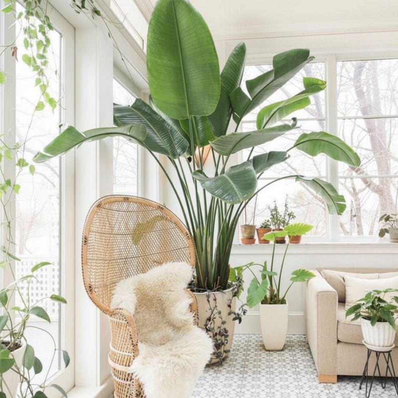 Move container plants before the cold arrives