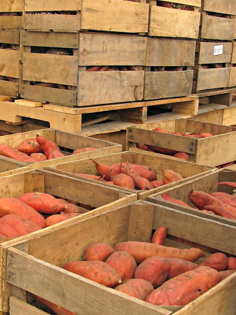 Move cured roots to cooler storage