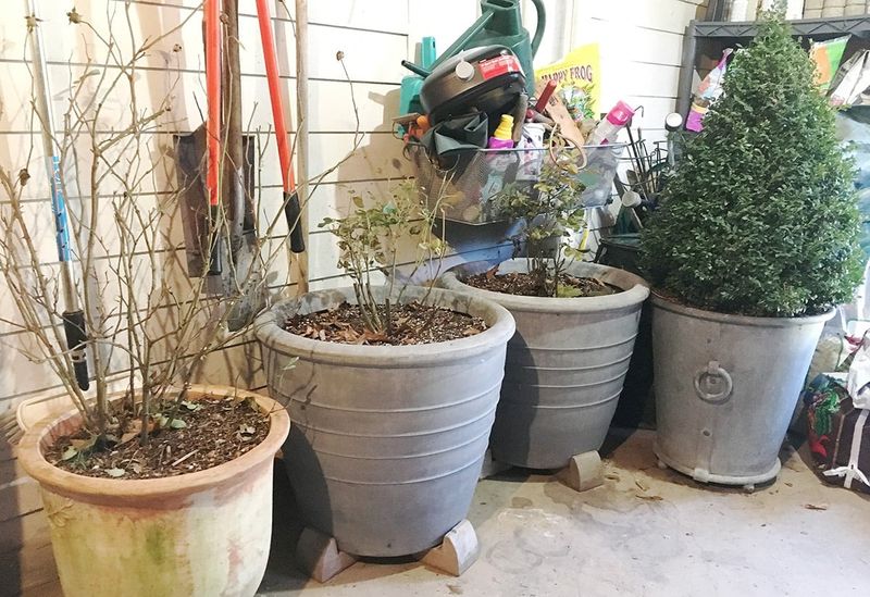 Move dormant pots to cool, protected storage Move dormant pots to cool, protected storage
