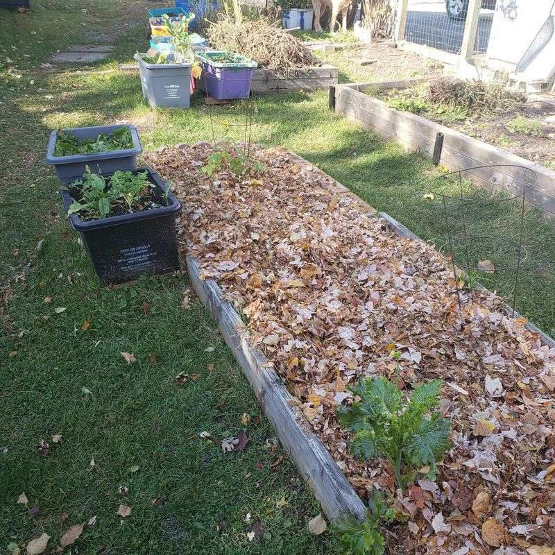 Move excess leaves to compost or beds Move excess leaves to compost or beds