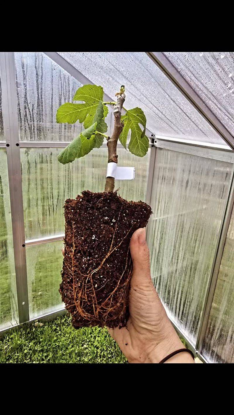 Move it outdoors only when roots and weather are ready