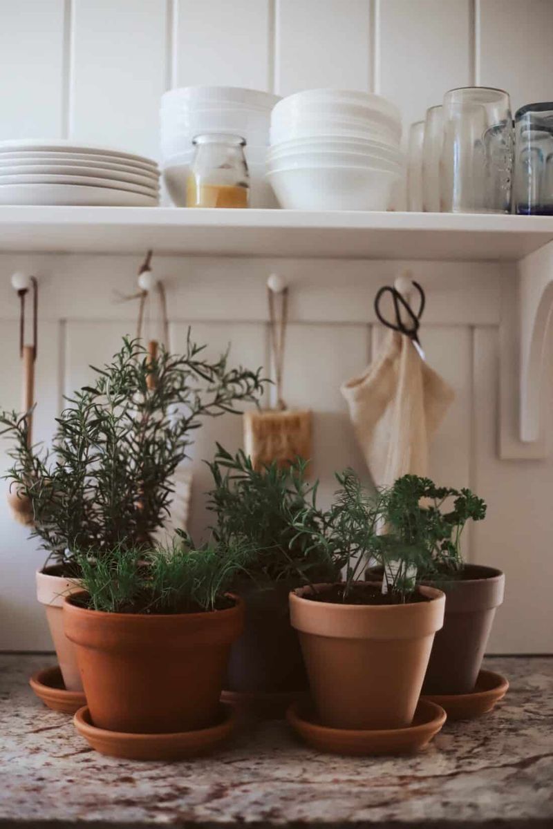 Move potted rosemary to a protected place Move potted rosemary to a protected place